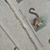 Cotton Canvas - Lemur - CC270
